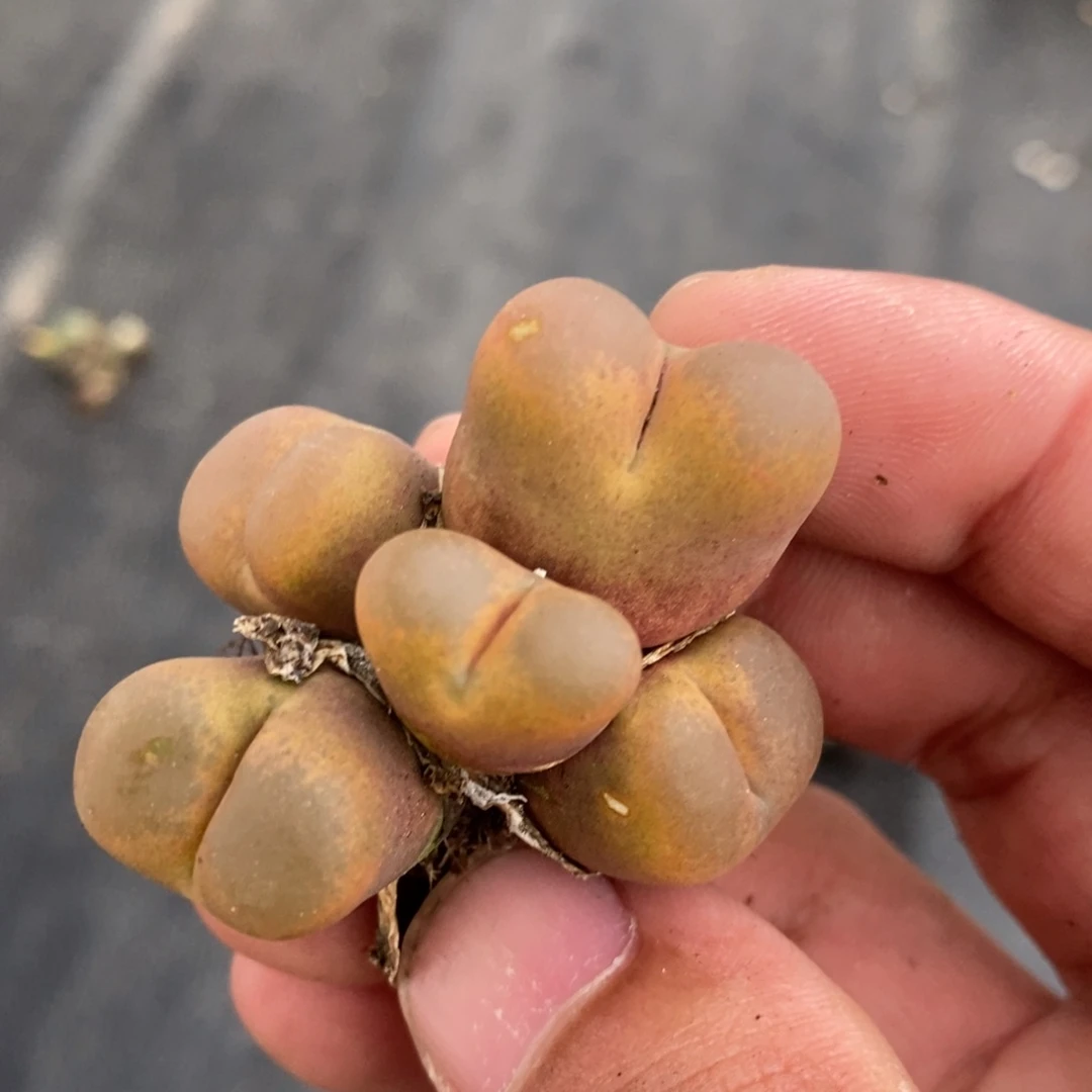 2518一个一个一个