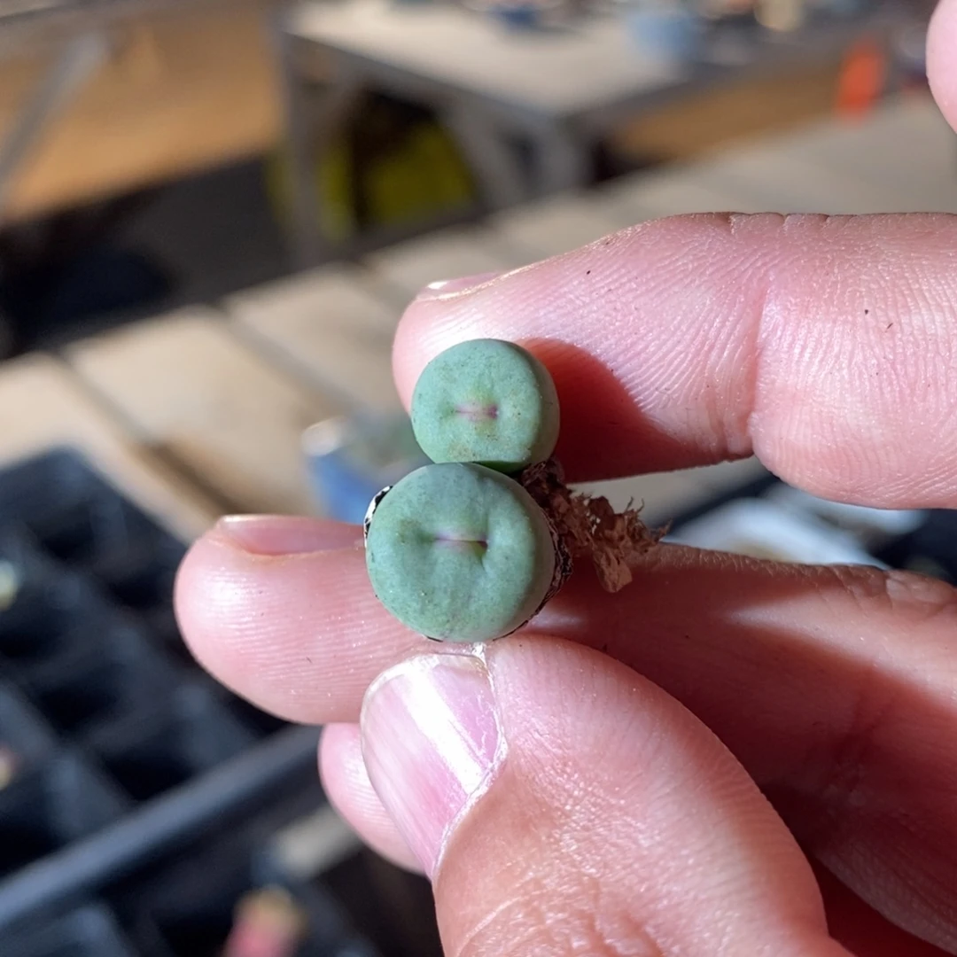 631一个一个一个