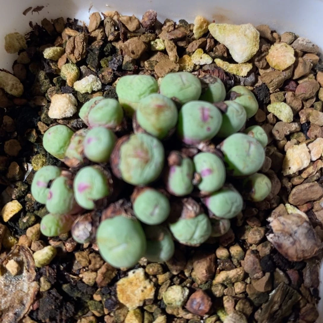 2678小红嘴群。