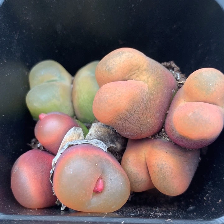 2525一组一组一组