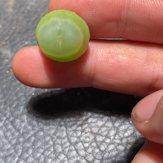 2554拉登一颗有伤