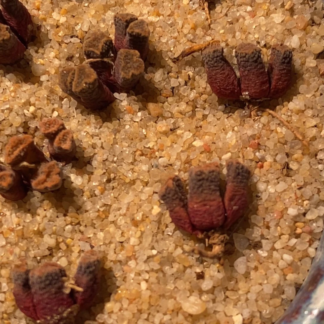 3头火柴头1颗。