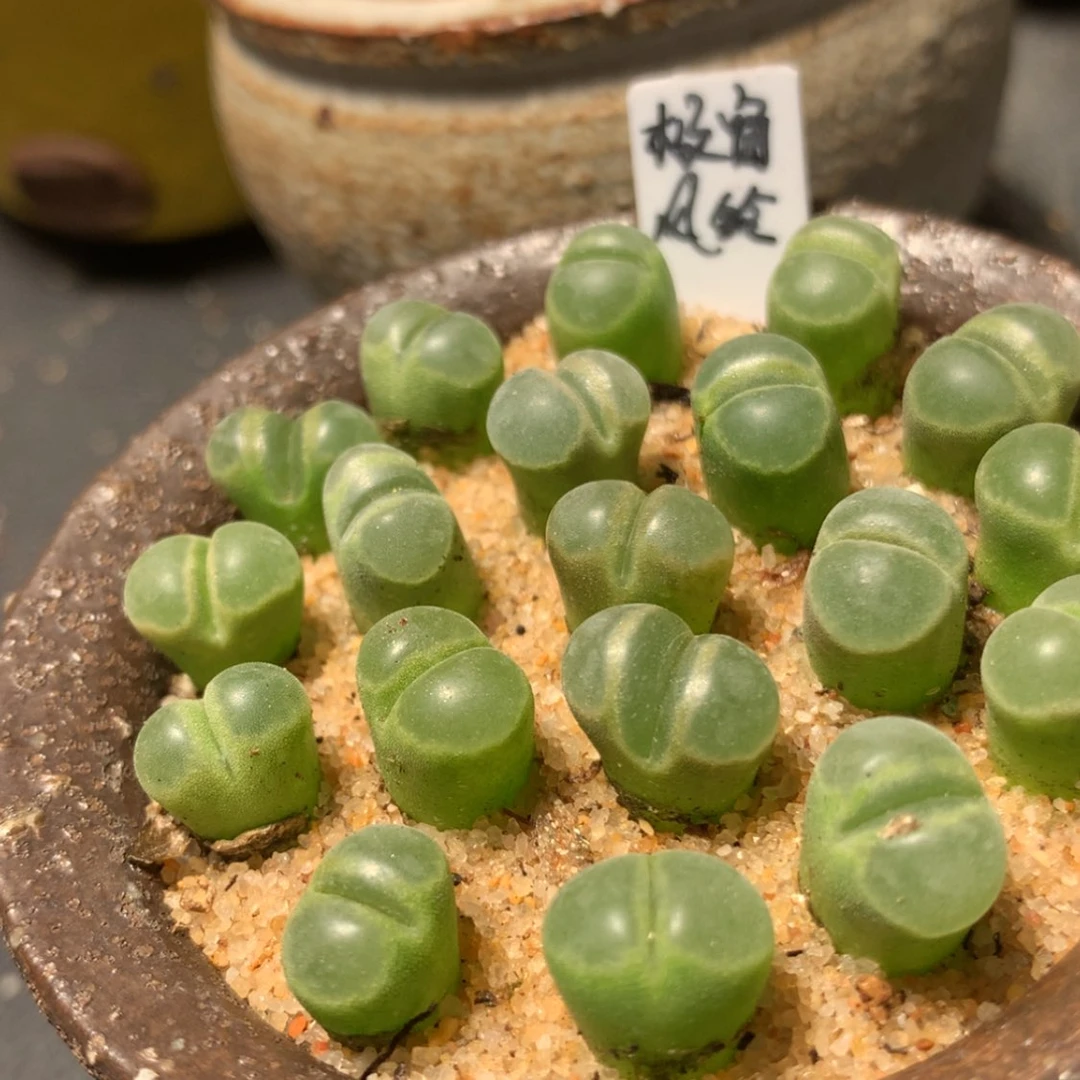 【闪购商品】极窗风铃1颗