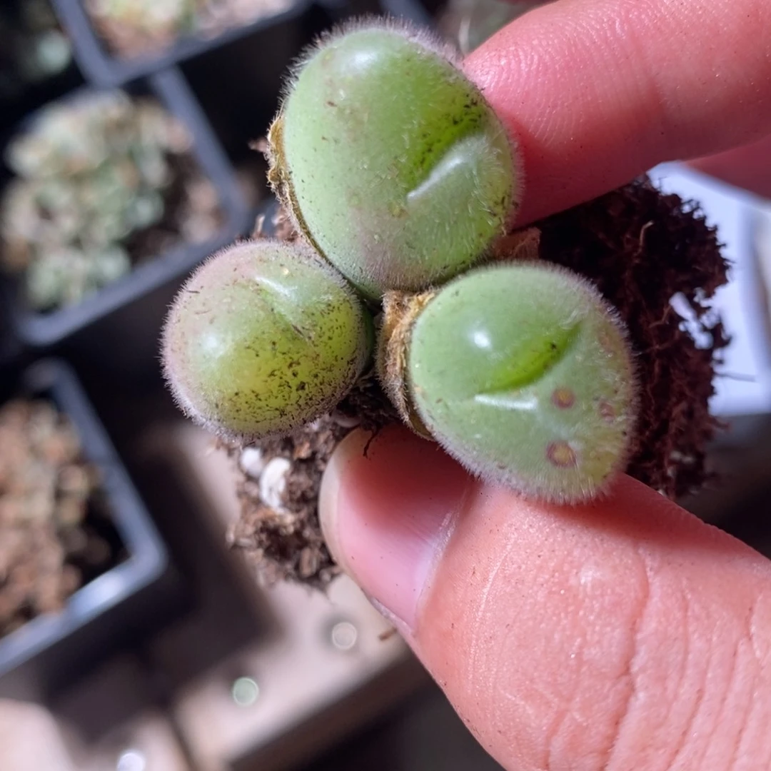 29119长毛毛翠滴。