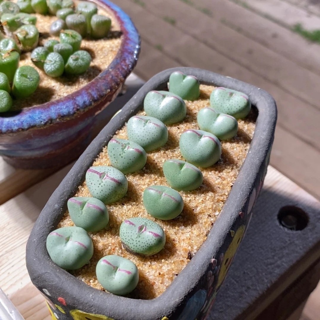 单头爱心少将一颗