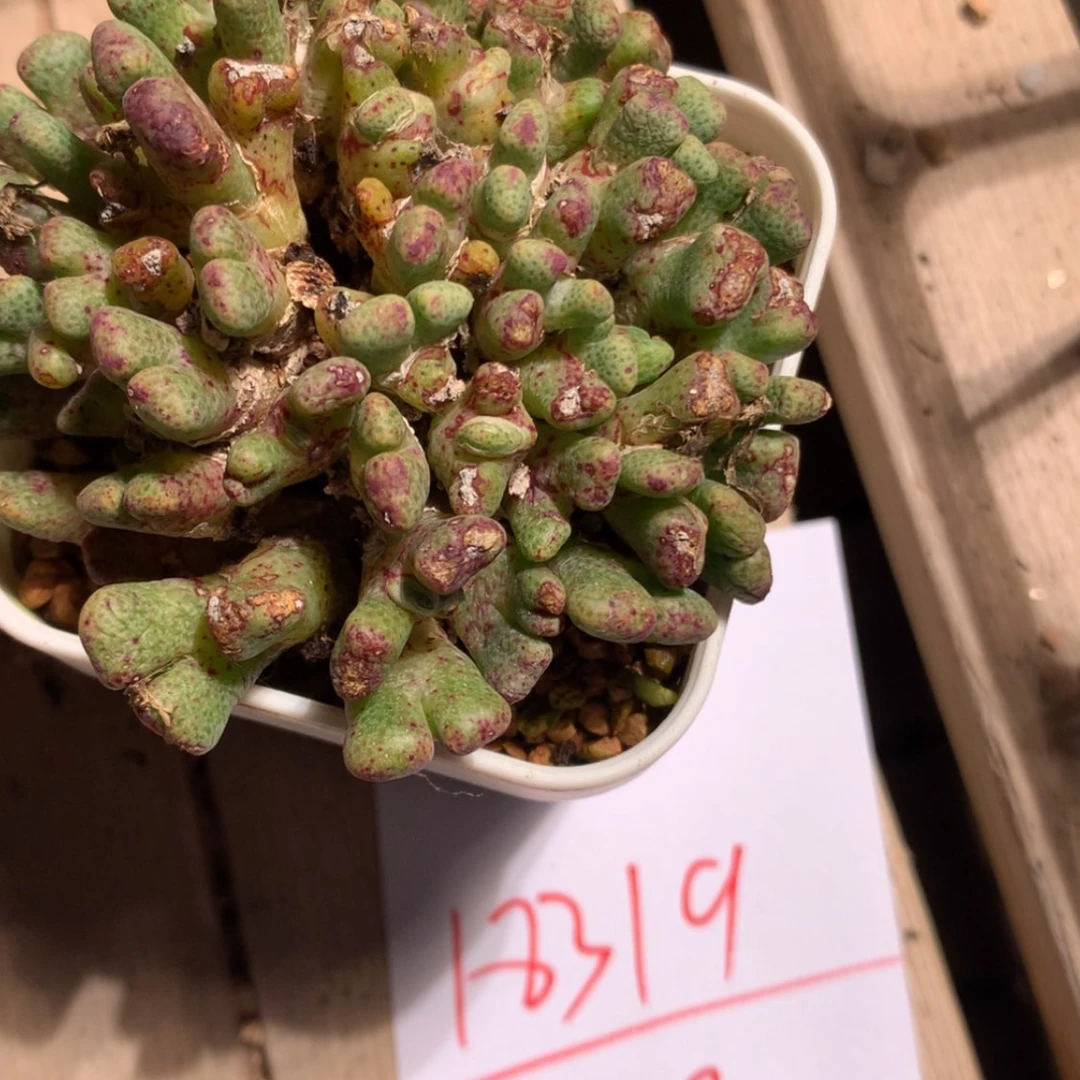 【闪购商品】18319一颗