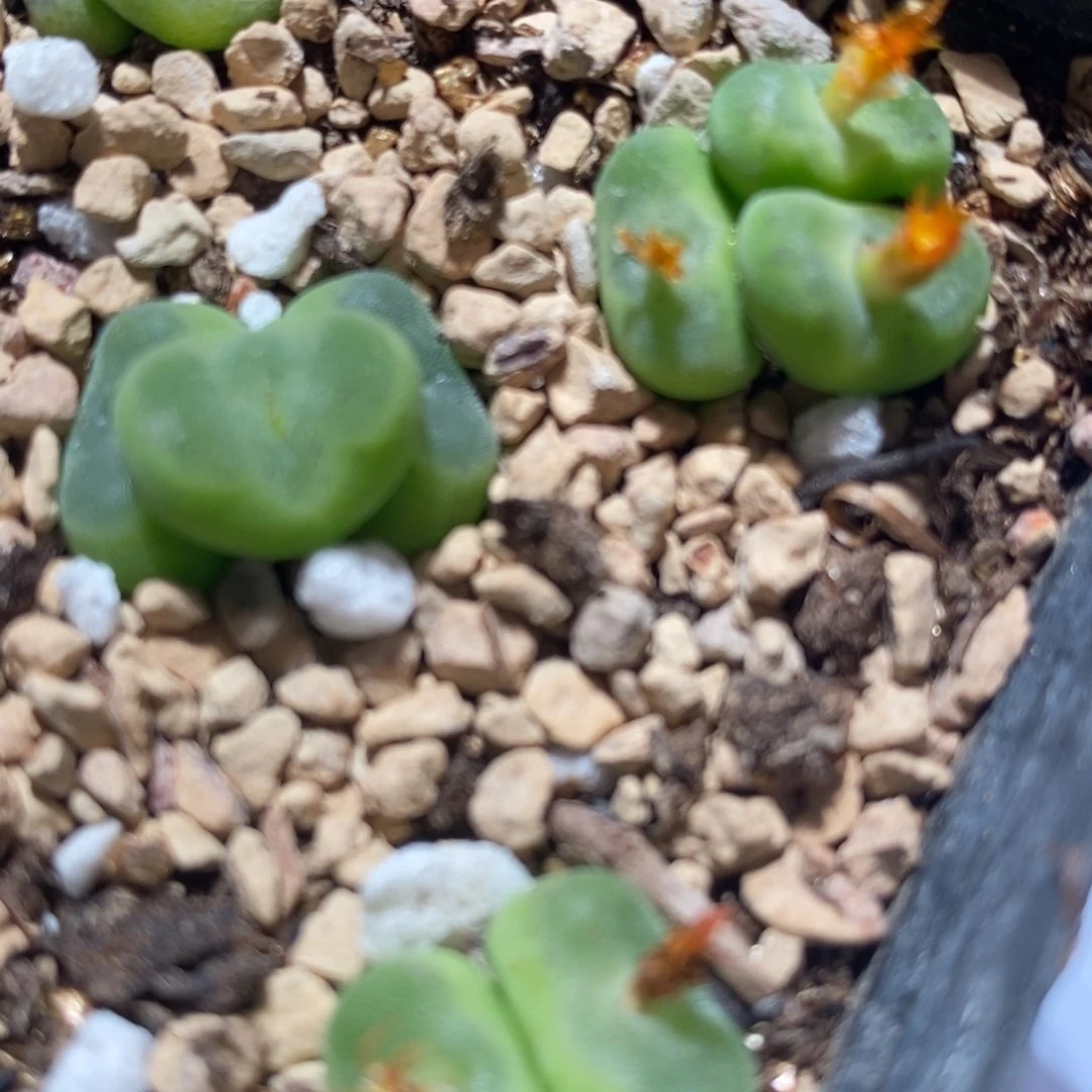 2880多头水晶鞋组合。