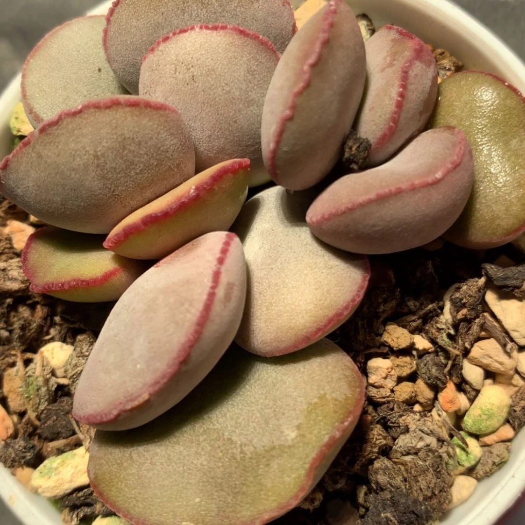 【闪购商品】18293一颗