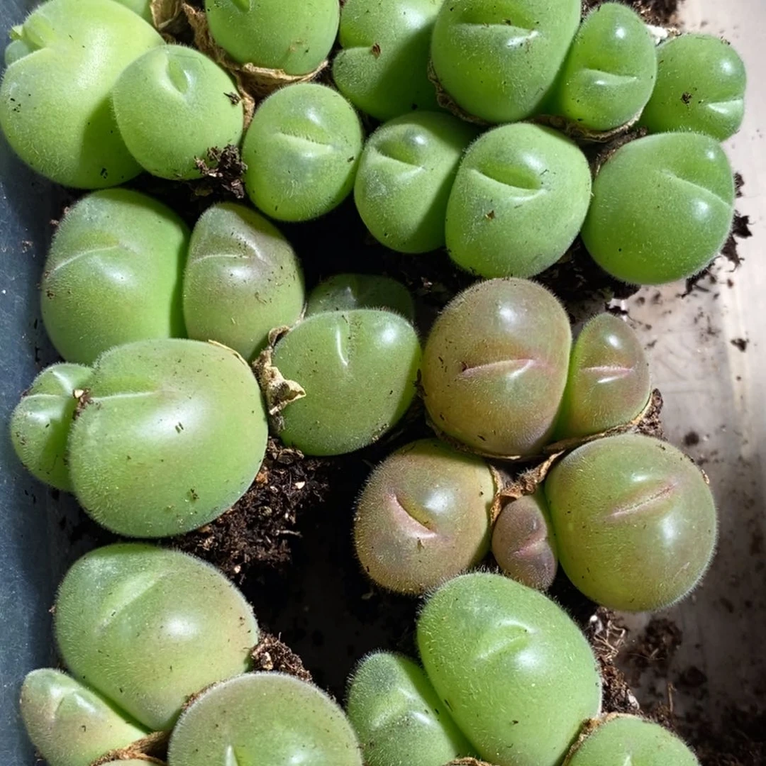 5头以上长毛毛翠滴1颗。