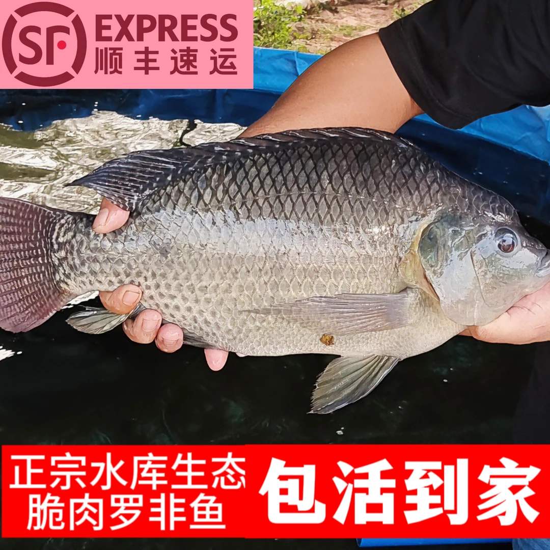 广东水库脆肉罗非鱼活鱼发货活鱼到家火锅必备脆肉鲩肉片阵亡包赔
