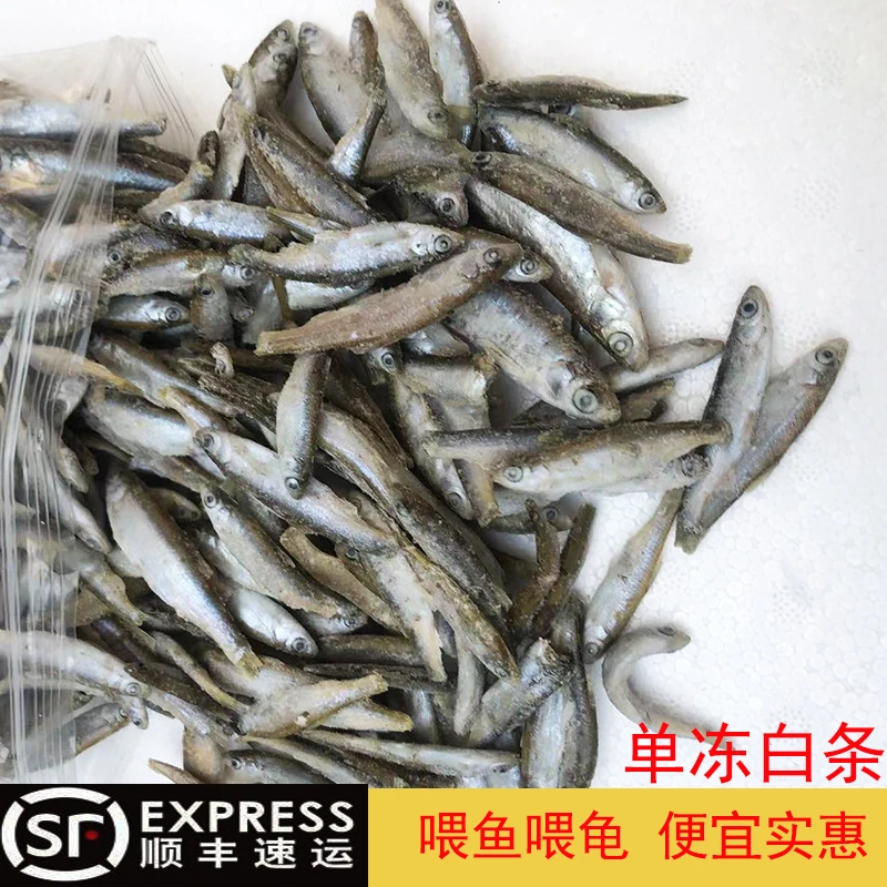 观赏鱼饲料冷冻冰冻白条鱼鱼饲料龙鱼鱼食单冻小鱼鳄龟麦穗鱼