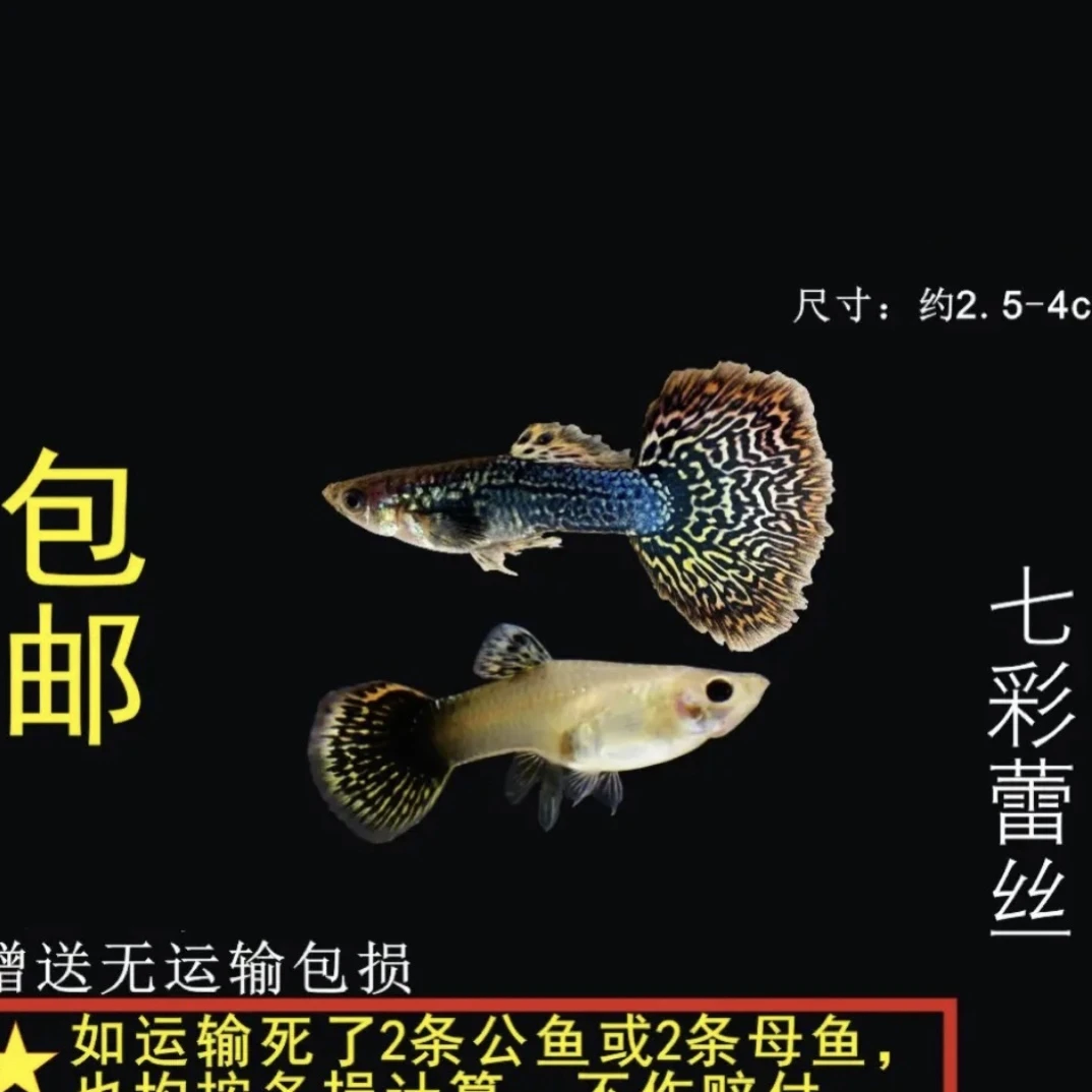 小七彩龙鳞蕾丝孔雀鱼4对送1对备损