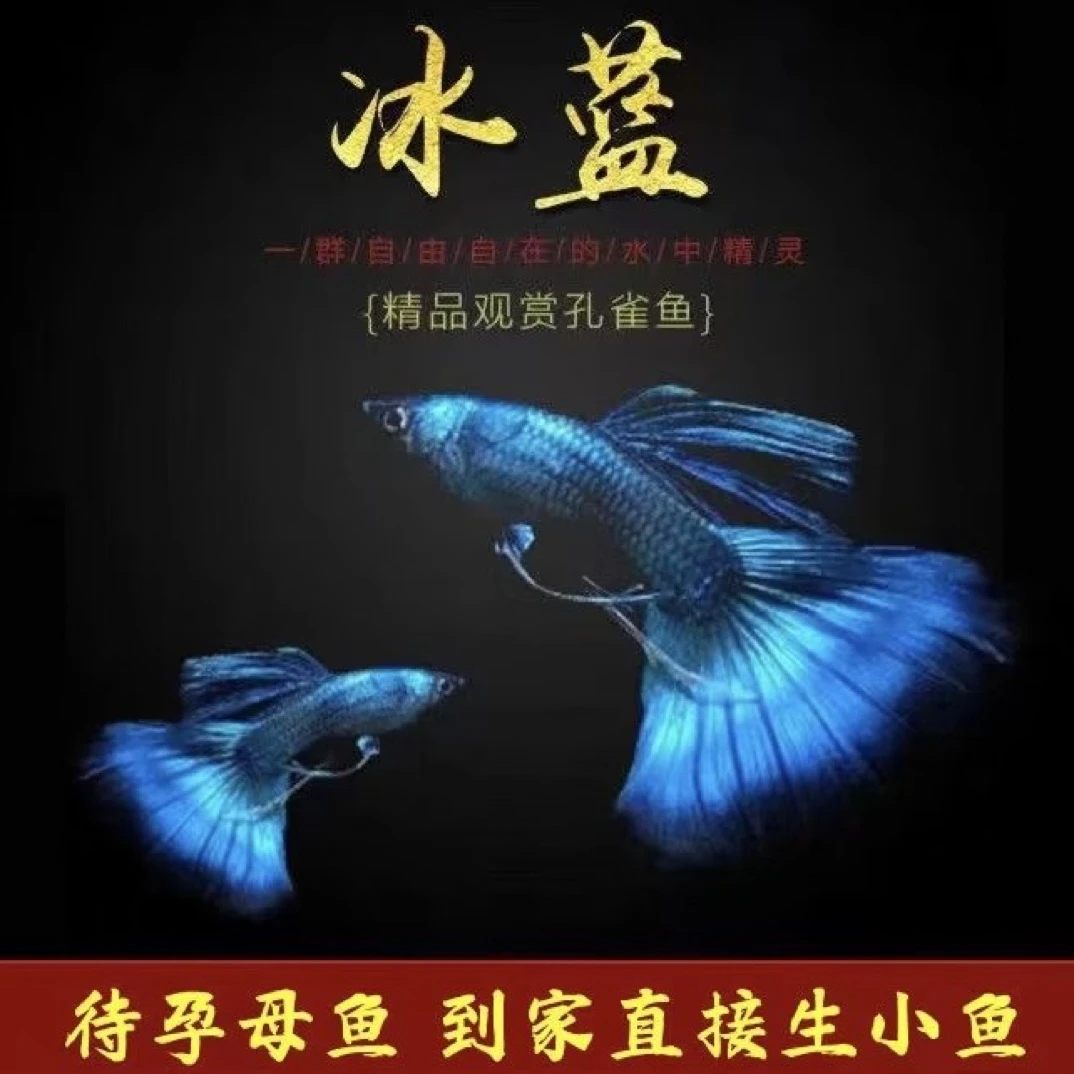 莫斯科蓝尾孔雀鱼小冰蓝观赏鱼热带鱼（入缸不包损）
