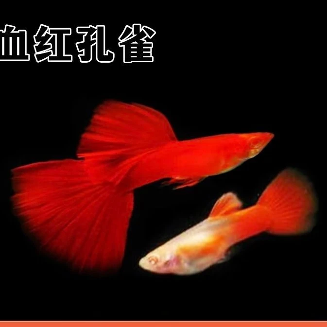 大背血红孔雀鱼观赏鱼（入缸后不包损）