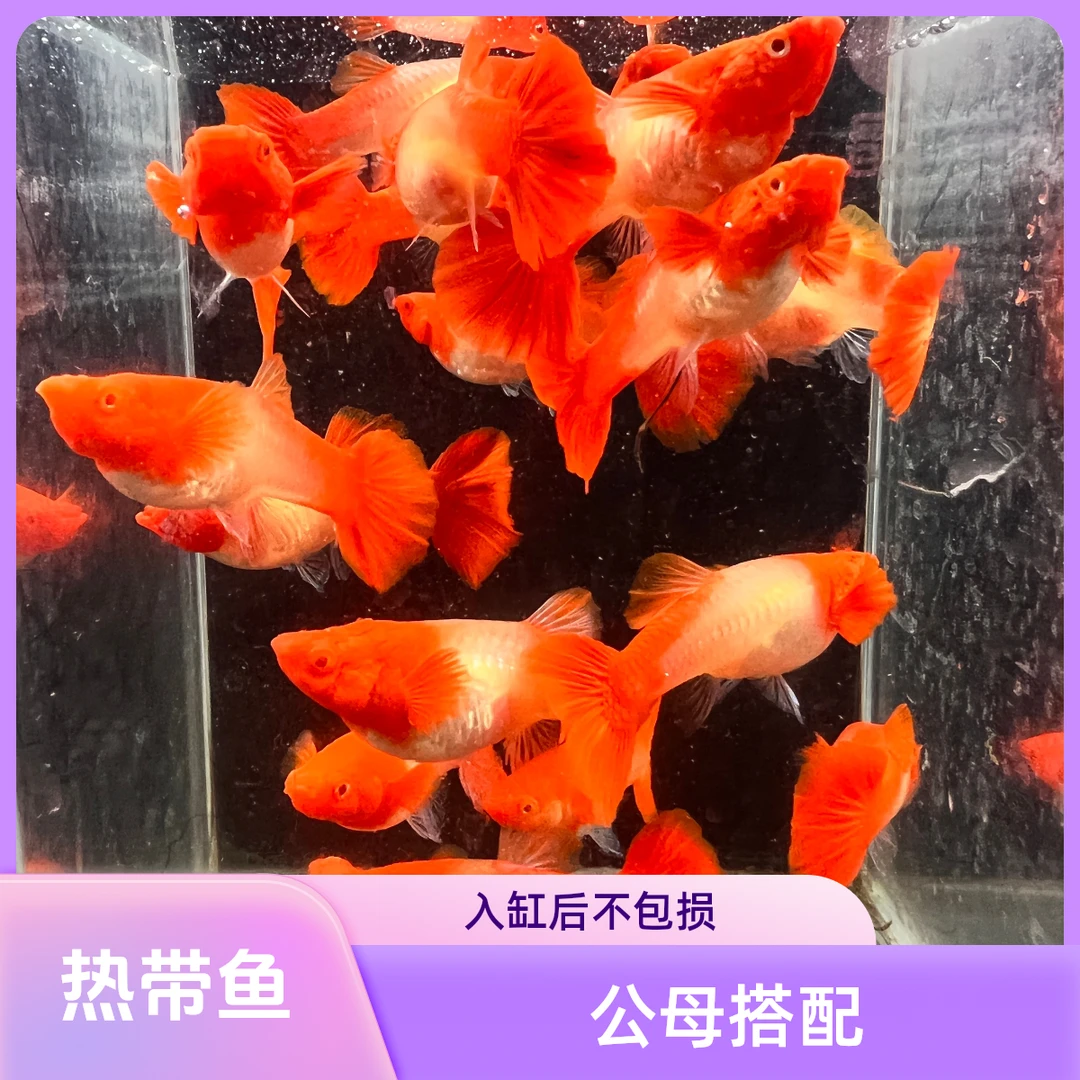 鸿运当头双分水孕母公母搭对种鱼（入缸后不包损）