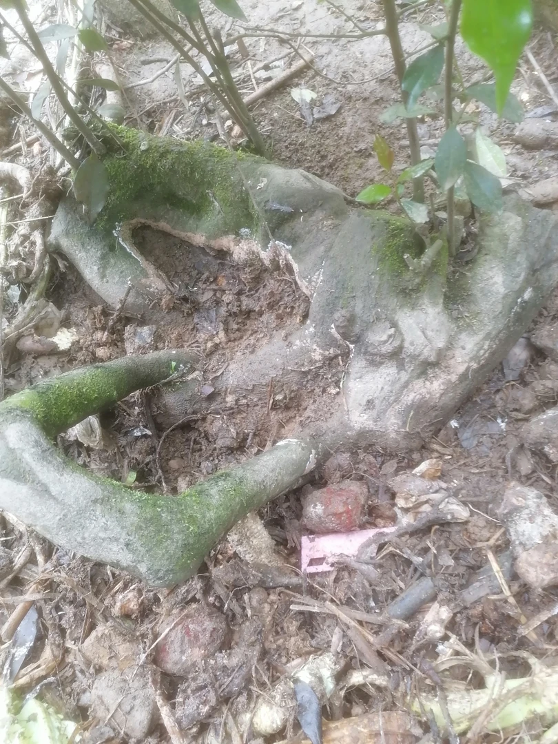 qq绿植物盆景素材