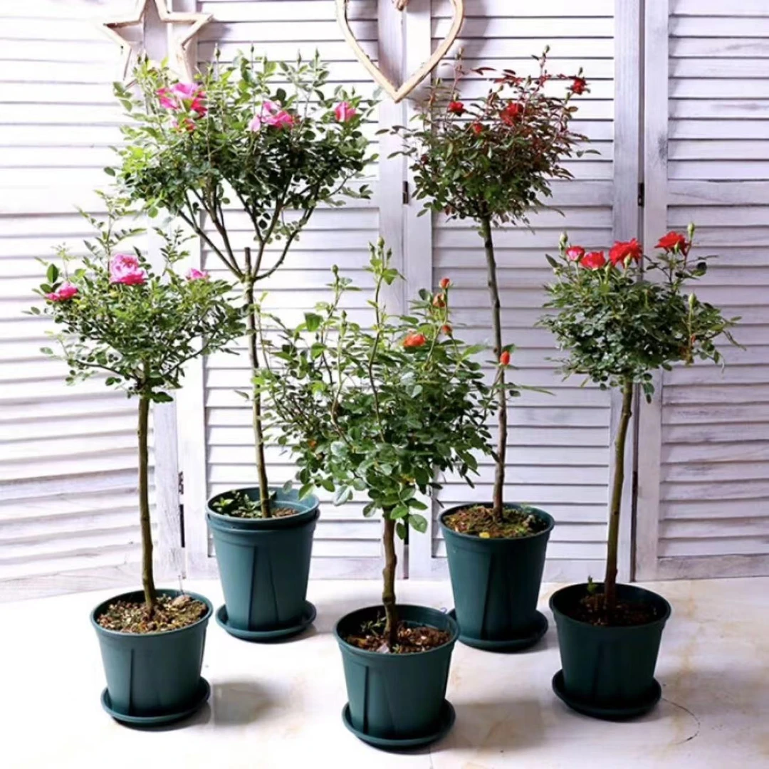 棒棒糖花色自育品种四季开花盆栽阳台庭院耐寒耐旱切花玫瑰原盆土