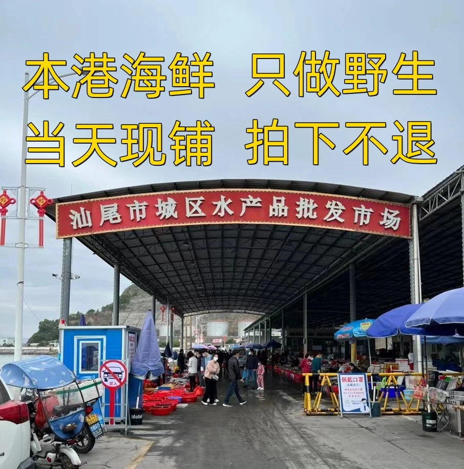 码头直播代买汕尾本港野生海杂鱼 实物以直播间为准 汕尾马宫港
