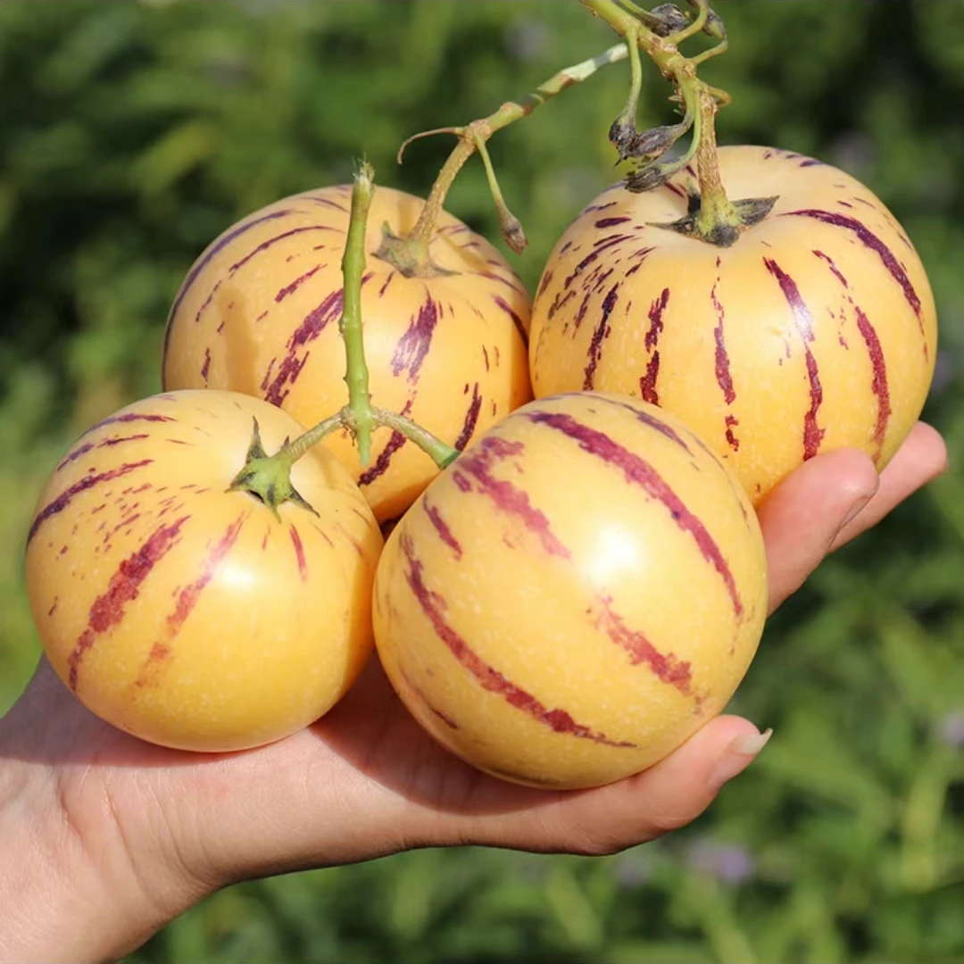 [精品巨无霸果王]云南石林风化石树上熟人参果单果200g起净重五斤