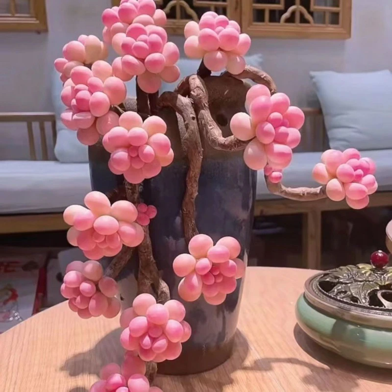 桃蛋老桩多头群生多肉植物盆栽肉肉新手办公室花卉绿植鲜花包邮