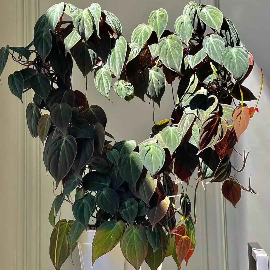 云母蔓绿绒 花卉绿植盆栽植物