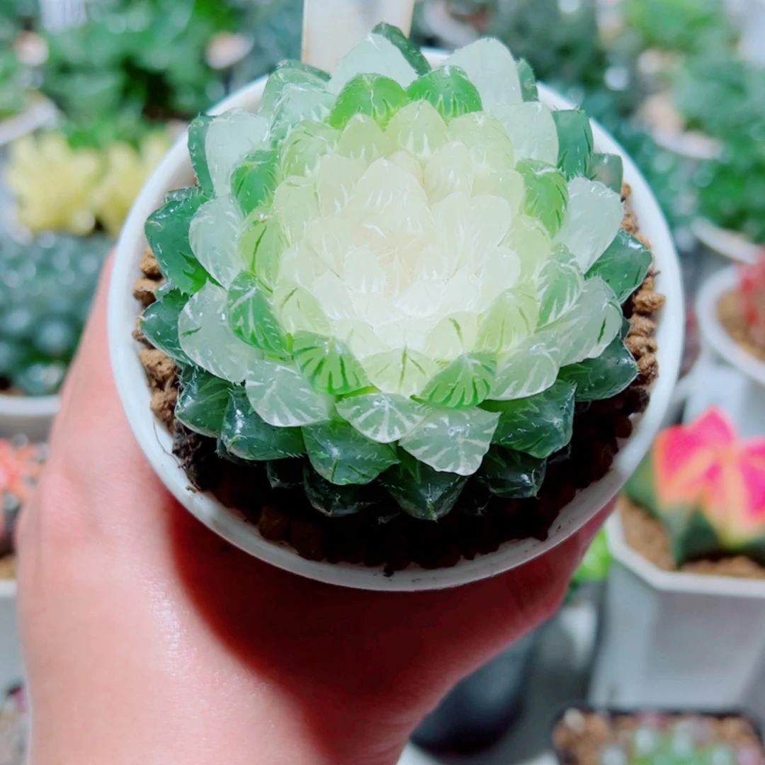 【闪购商品】白莲花