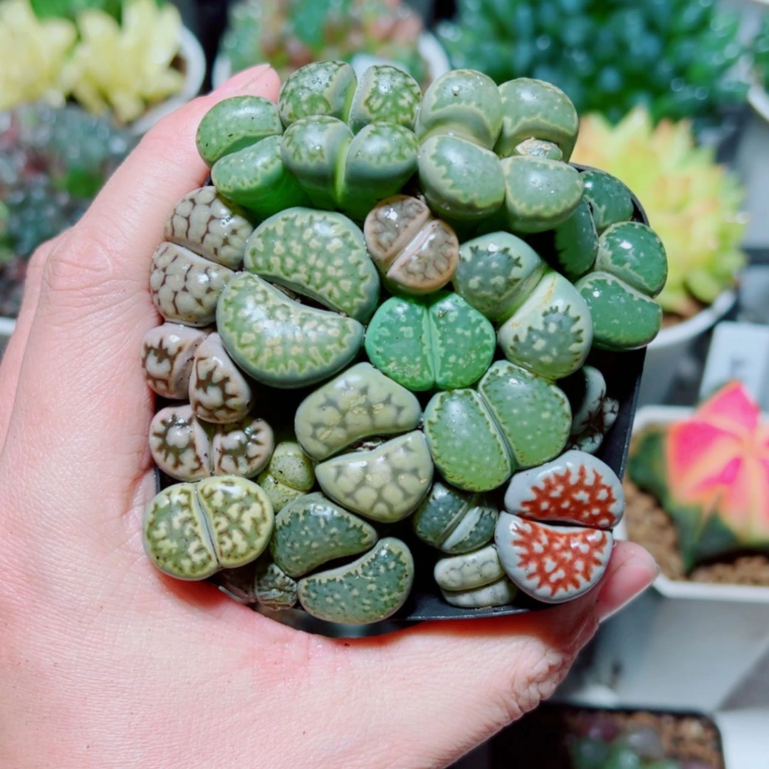 【闪购商品】母本生石花