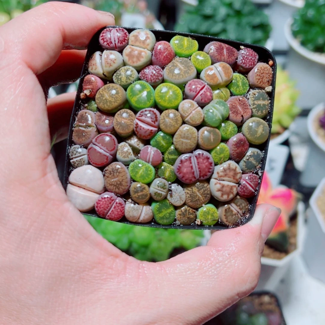 【闪购商品】彩拼生石花