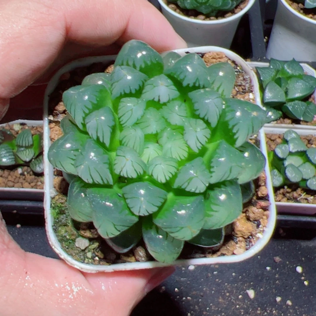 【闪购商品】糯姬玉露