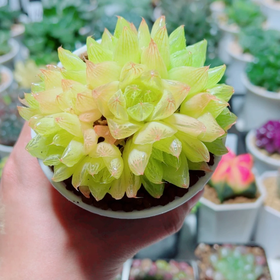【闪购商品】手捧花黄金菊
