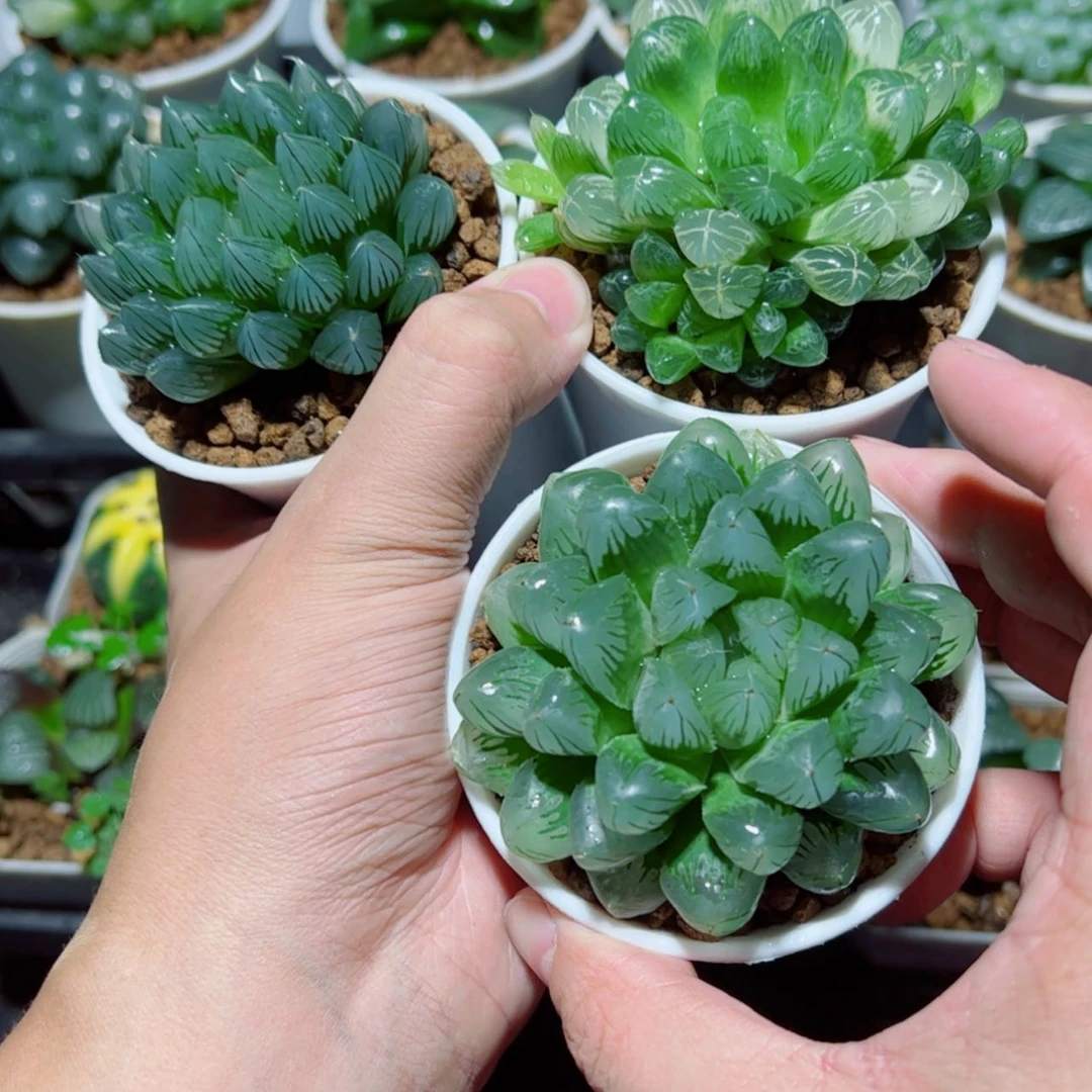 【闪购商品】黑姬➕琥珀➕大头