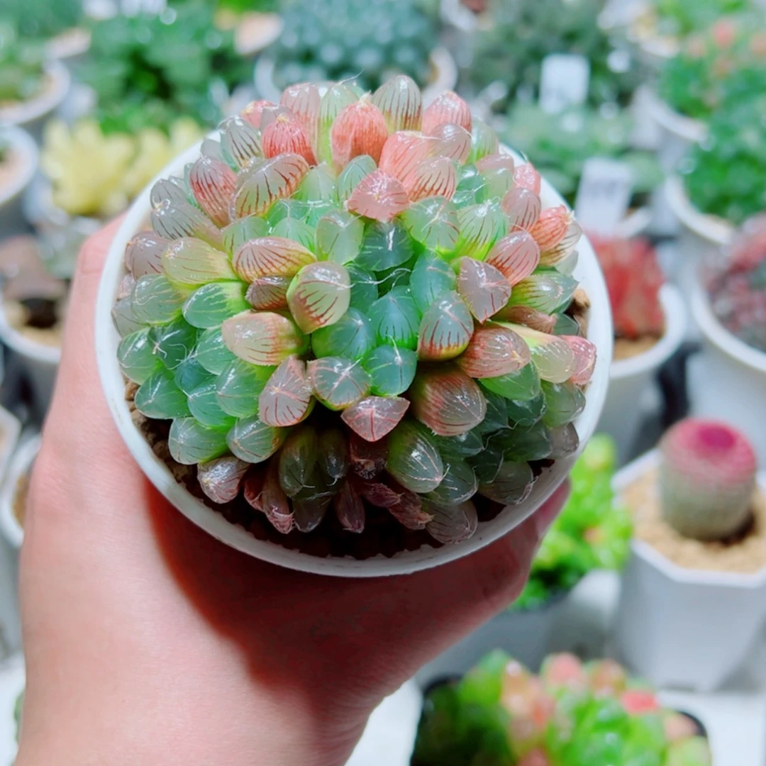 【闪购商品】手捧花彩虹玉露