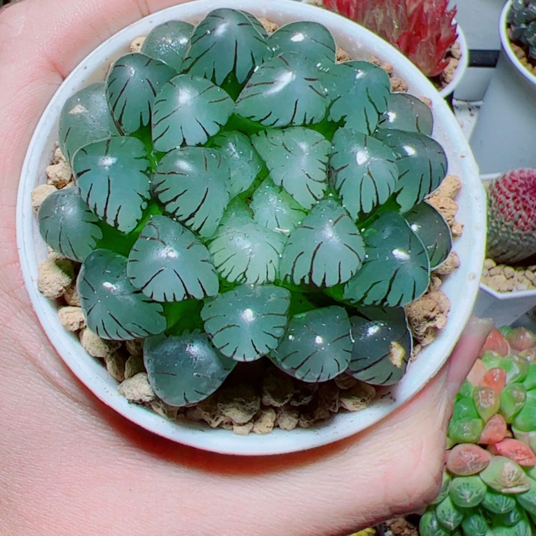 【闪购商品】万象盆OB1