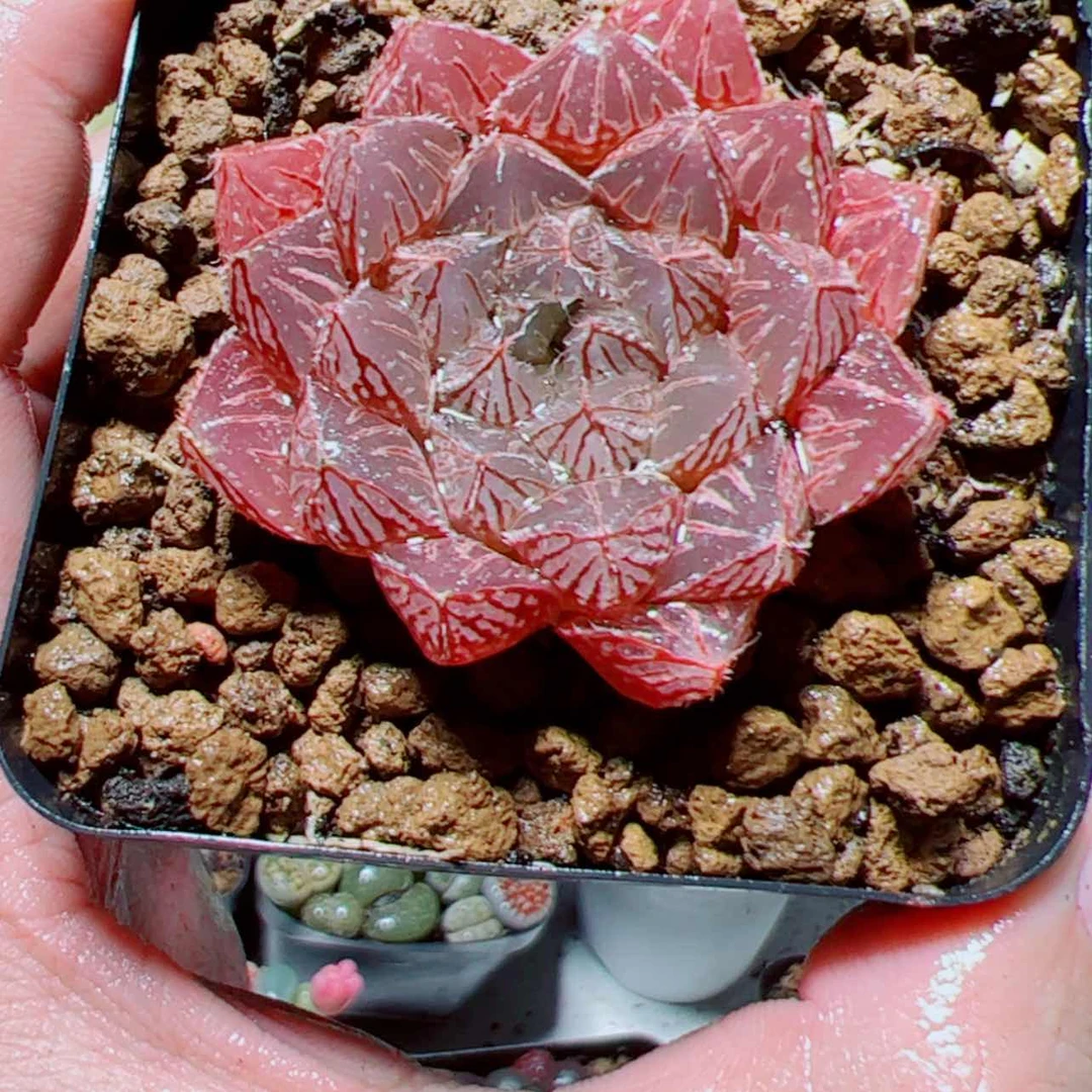 【闪购商品】粉楼兰玉露多肉