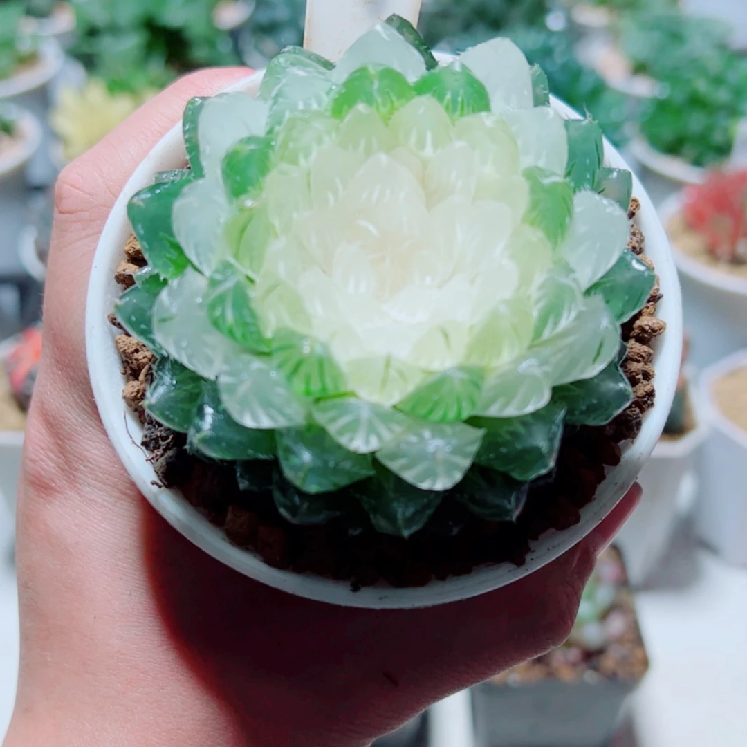 【闪购商品】白莲花