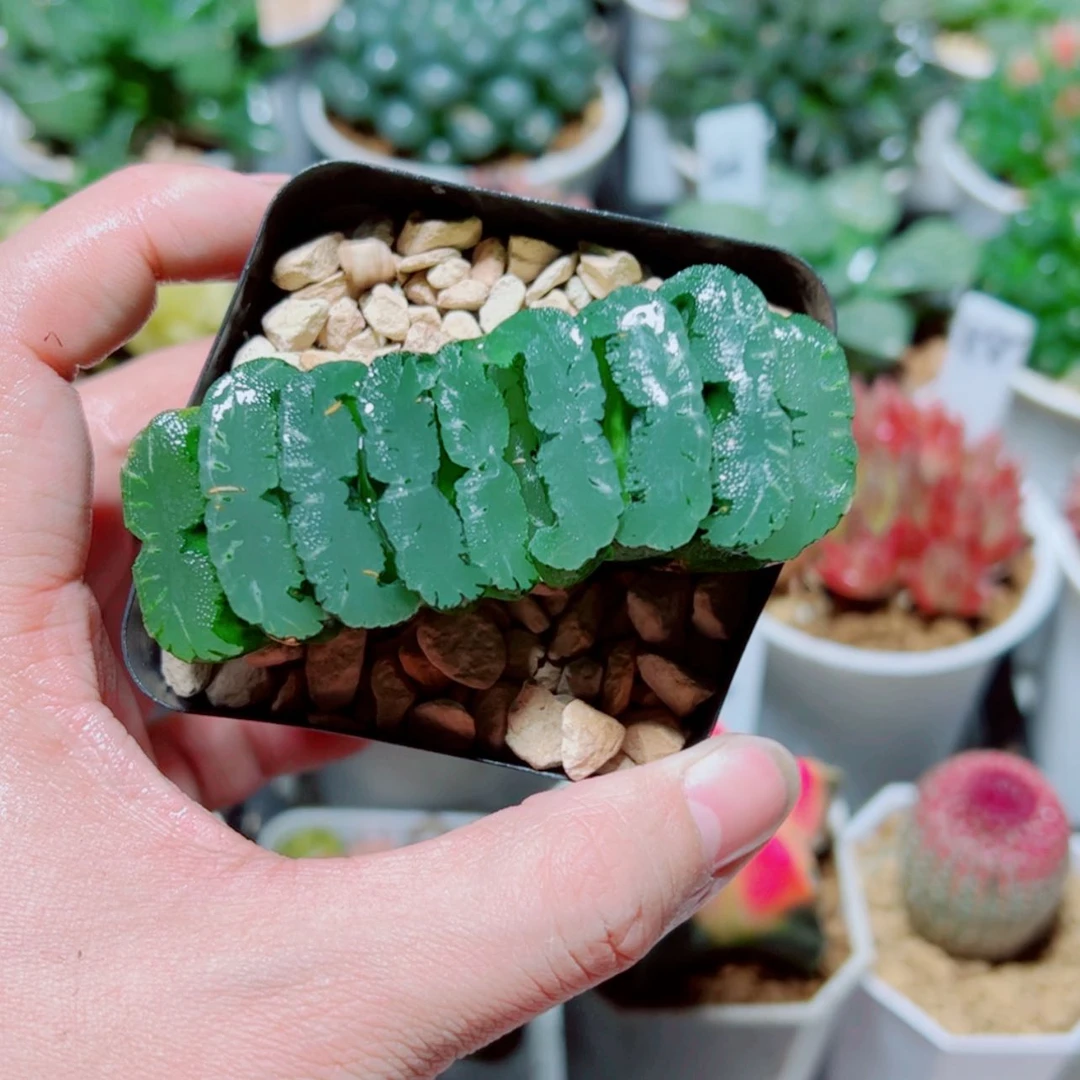 【闪购商品】钻石玉扇
