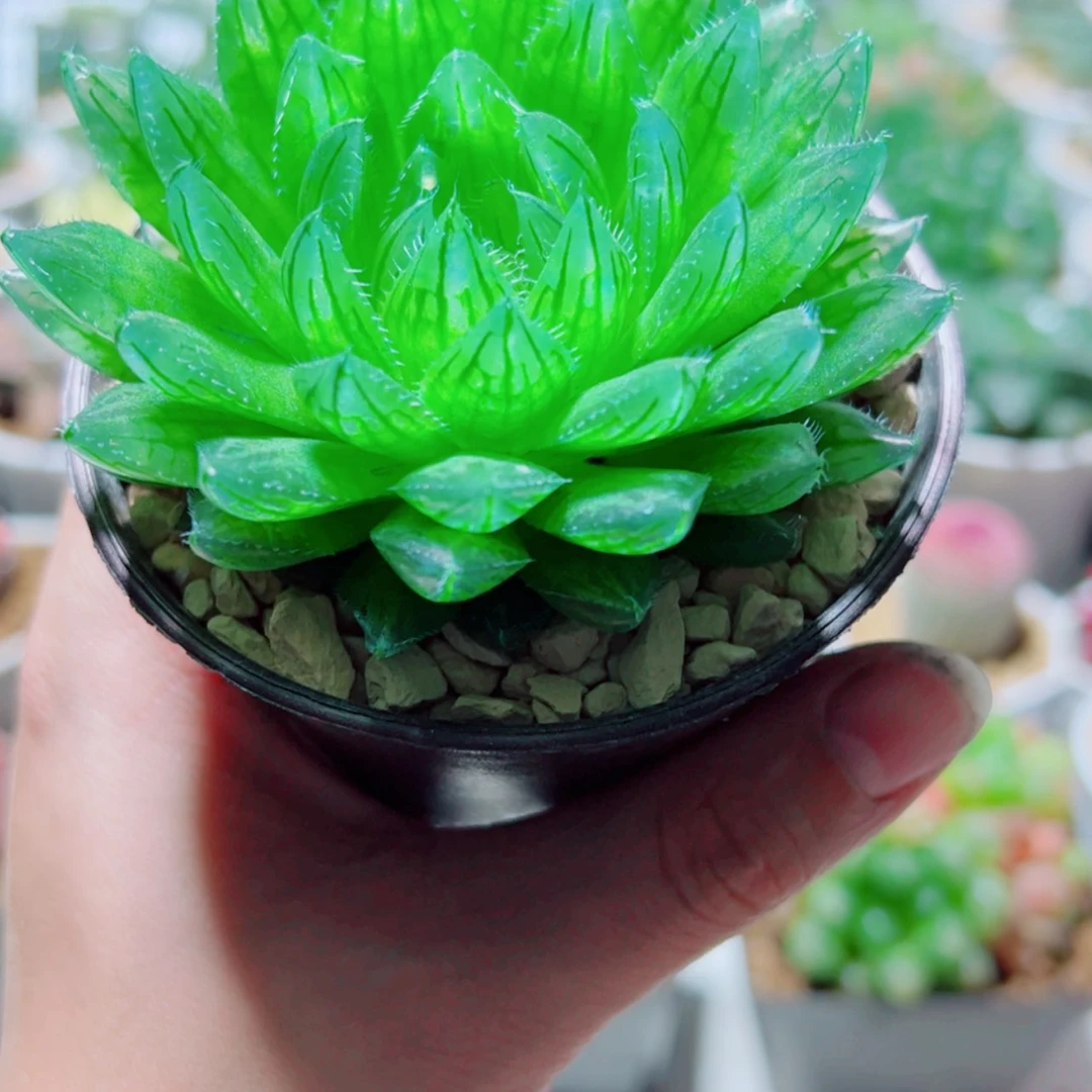 【闪购商品】母本樱水晶