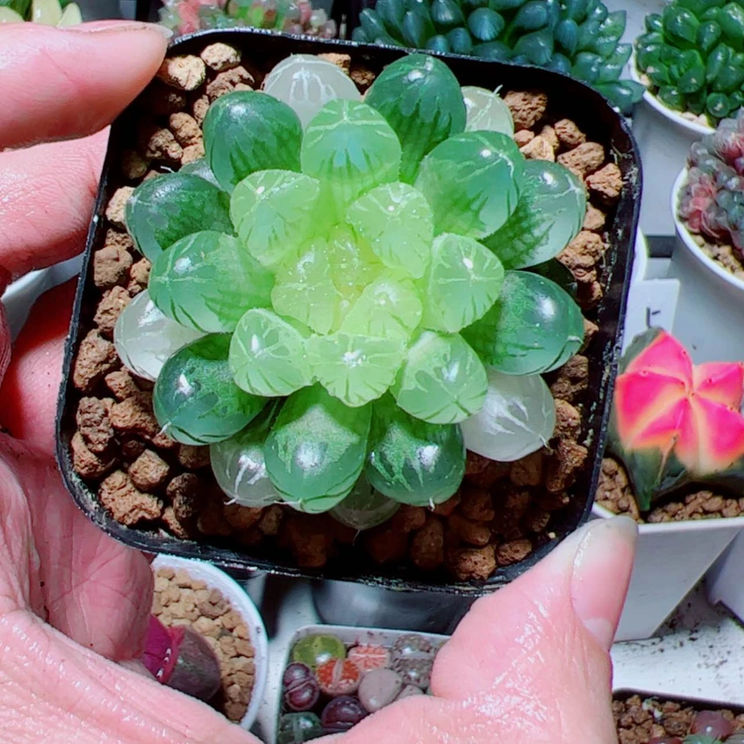 【闪购商品】琥珀玉露