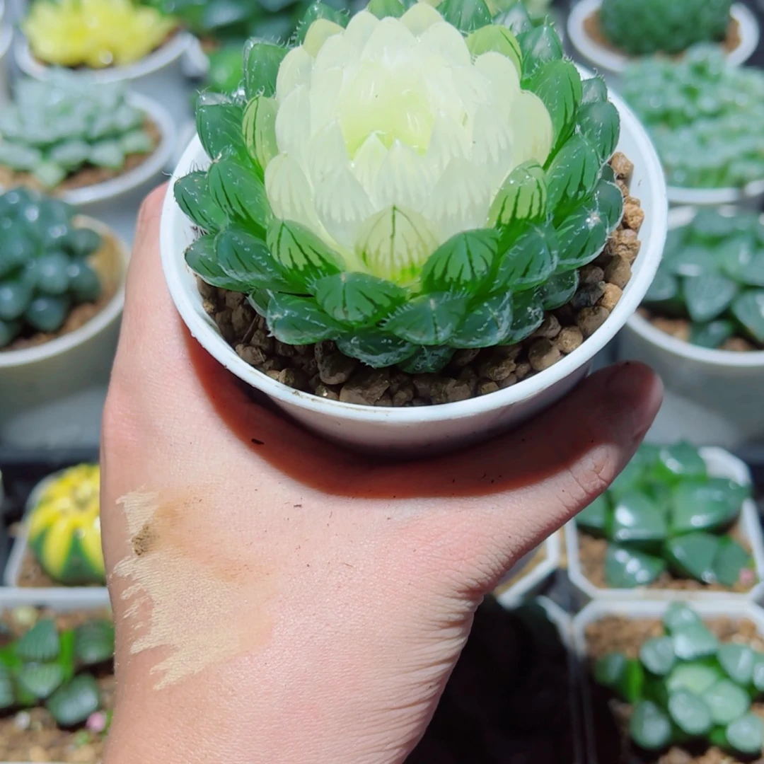 【闪购商品】宝莲灯