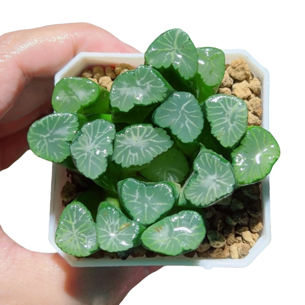 玉龙万象【满18包邮】