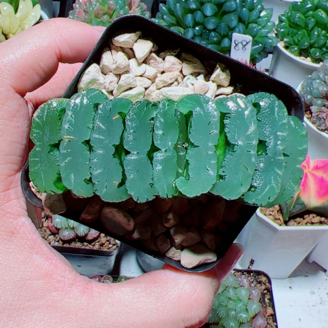 【闪购商品】钻石玉扇