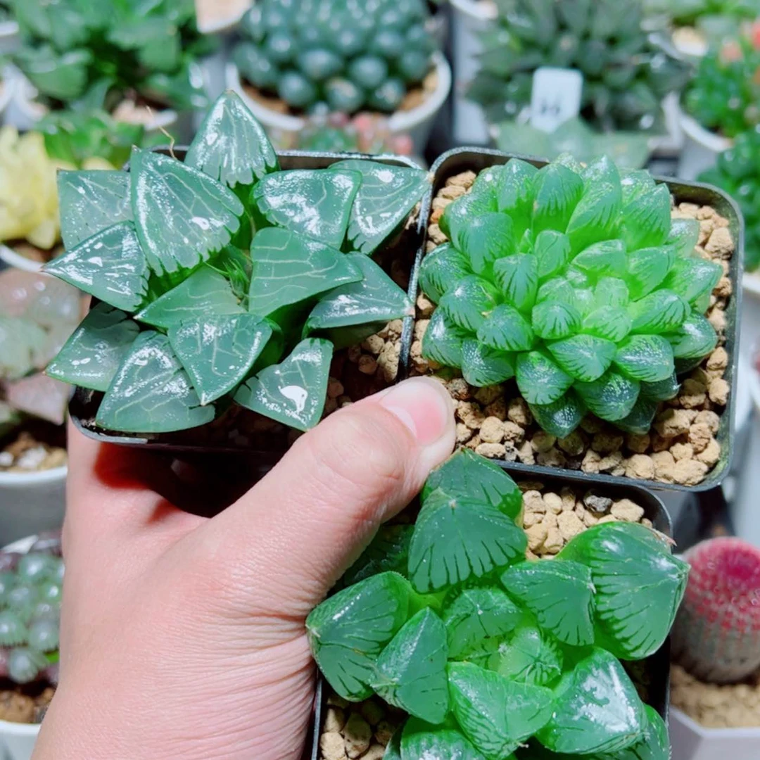 【闪购商品】阿房宫➕雪花➕三仙寿