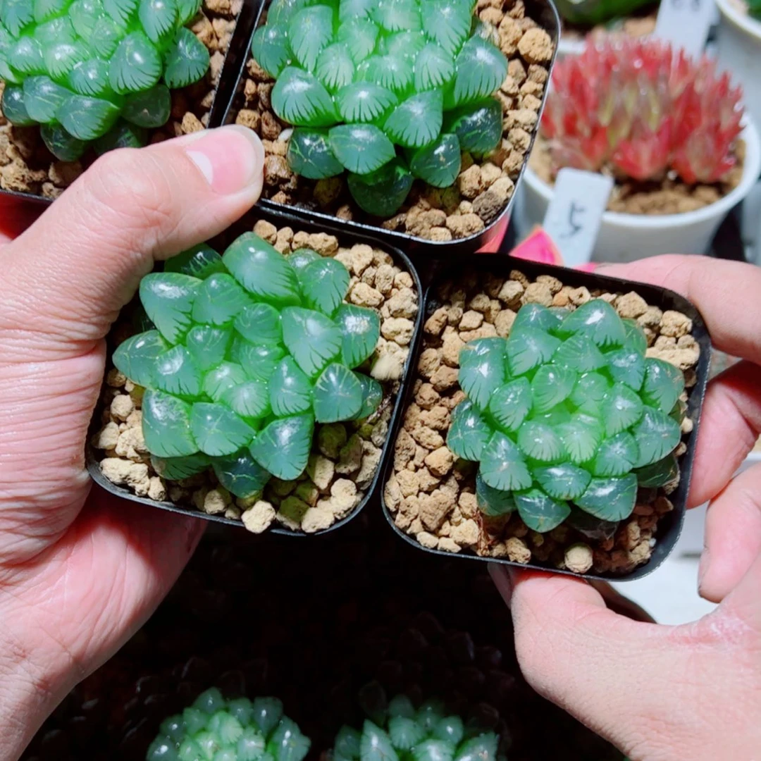 【闪购商品】4盆套餐