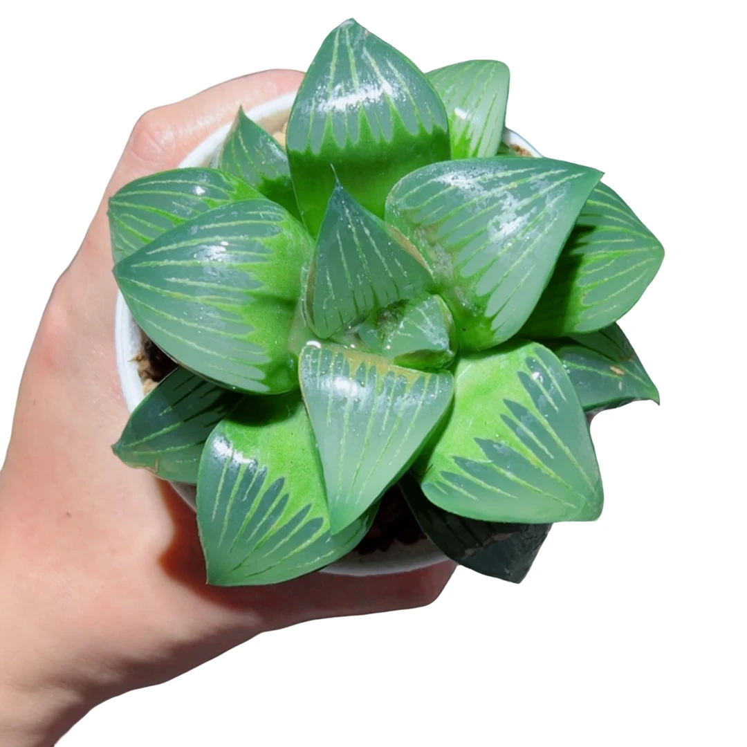 丸叶西山寿【满18包邮】