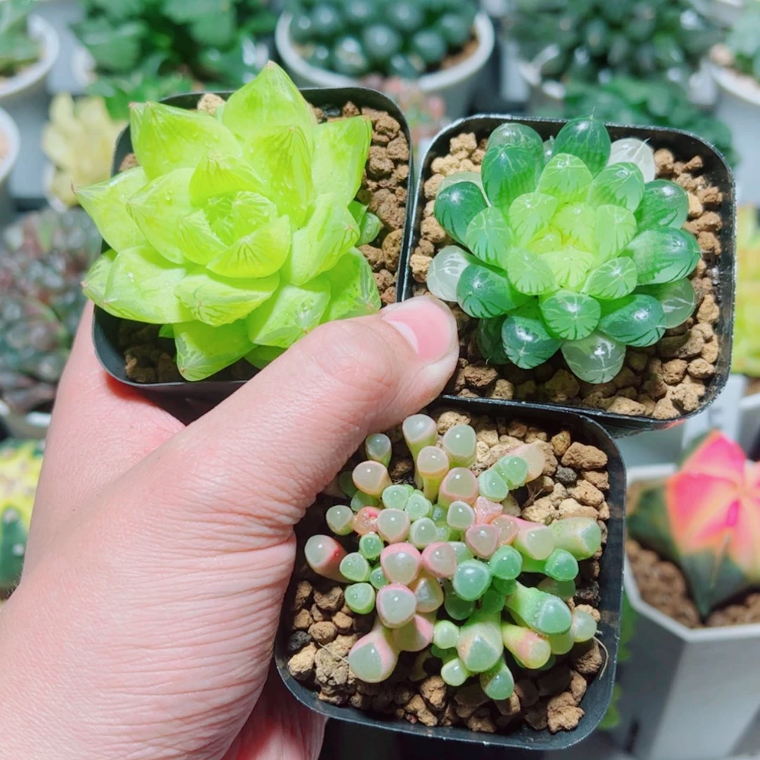 【闪购商品】黄金菊➕琥珀➕五十铃玉