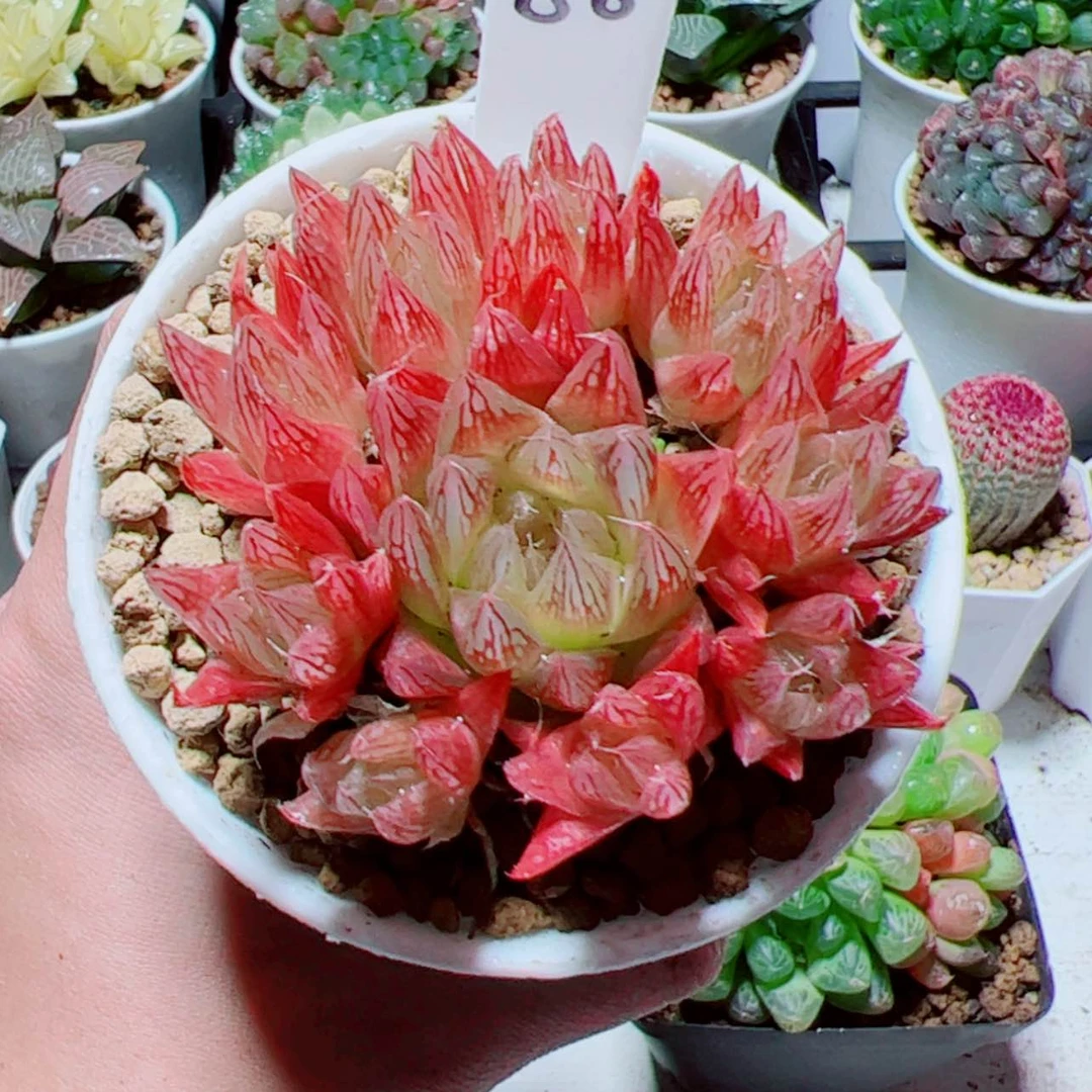 【闪购商品】手捧花红色火焰