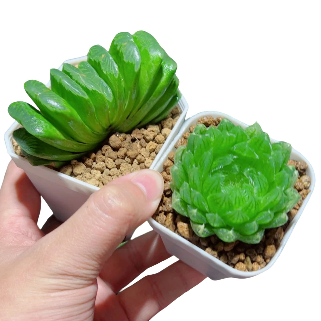 绿玉扇+樱水晶玉露