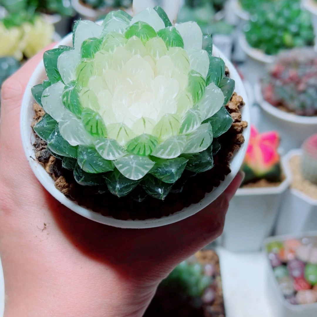 【闪购商品】白莲花玉露
