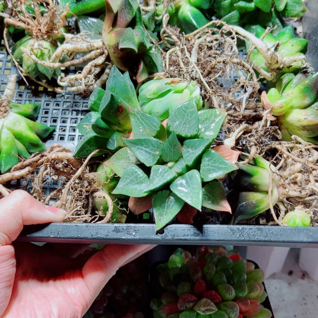 【闪购商品】5元5颗