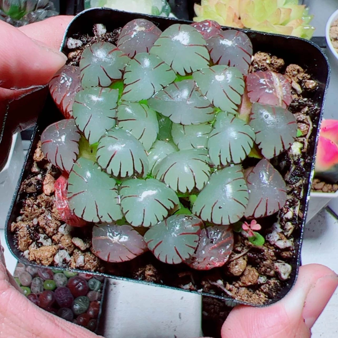 【闪购商品】粉龙珠玉露
